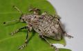 高校生が新種発見！ゾウムシの成虫に寄生する寄生蜂【