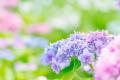 【埼玉県】#花どり埼玉 フォトキャンペーン 【埼玉県】#花どり埼玉 フォトキャンペーン