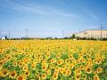 【埼玉県】#花どり埼玉 フォトキャンペーン 【埼玉県】#花どり埼玉 フォトキャンペーン