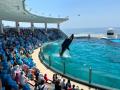 【夏休みの過ごし方】7/27出発 夜の水族館！鴨川シー