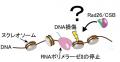 染色体上で遺伝子読み取りとDNA修復をつなぐ分子utf-8
