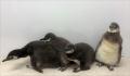 【すみだ水族館】この春生まれたペンギンの赤ちutf-8