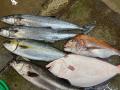 【加速する魚離れに終止符を】現地で味わう“プリプリ”