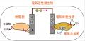 【横浜市立大学】深海熱水噴出域に電気エネルギutf-8