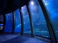 【横浜・八景島シーパラダイス】大水槽のイワシの大群