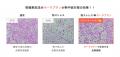 【東洋大学NewsLetter】ハッサク成分「オーラプutf-8