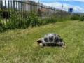 【長野県佐久市】動物との「癒し」と「出会い」を創出