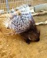 ニチレイフーズ 千葉市と連携協定を締結 千葉市動物公