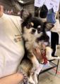 【イベントレポート】Barky Lifeが「ロンドンドッグフ