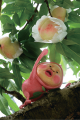 明石市立文化博物館にて夏季特別展「こびとたちのいる