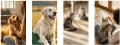 愛犬・愛猫の健康のサインを、毛並み・毛づや・utf-8