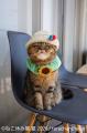 “猫まみれ”で癒される！人気スター猫の新作＆限utf-8