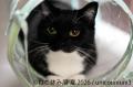 “猫まみれ”で癒される！人気スター猫の新作＆限utf-8