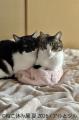 “猫まみれ”で癒される！人気スター猫の新作＆限utf-8