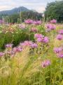 中之条ガーデンズ　NATURAL GARDEN WEEKS（ナチュラル