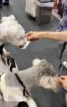 愛犬の“食”と健康に向き合う生食ドッグフードブランド