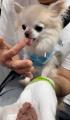 愛犬の“食”と健康に向き合う生食ドッグフードブランド