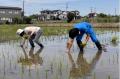 田植えしながら生き物調査　さいたま市岩槻区で生産者