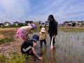 田植えしながら生き物調査　さいたま市岩槻区で生産者