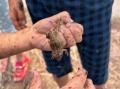 田植えしながら生き物調査　さいたま市岩槻区で生産者