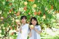 岡山の夏のおすすめ情報を公開！桃やぶどうのフルーツ