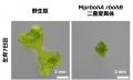 植物が秩序だった形をつくるための活性酸素の役割を解
