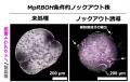植物が秩序だった形をつくるための活性酸素の役割を解