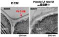 植物が秩序だった形をつくるための活性酸素の役割を解