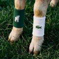ラコステは史上最高（GOAT）のノバク・ジョコビッチを