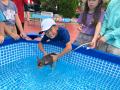 【夏休みの過ごし方】夏の子犬飼育日誌（全２日程）