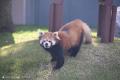 アドベンチャーワールドで８年ぶり、レッサーパンダの