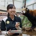 アドベンチャーワールドで８年ぶり、レッサーパンダの