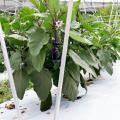 泉州水なすピクルスが食べ放題！いずみピクルス、SON 