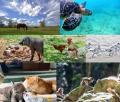 JAC環境動物保護財団 2026年度 助成団体決定