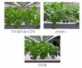 相鉄ホールディングスとエコデシックによる植物工場実