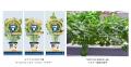 相鉄ホールディングスとエコデシックによる植物工場実