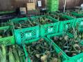 ＼群馬はみずみずしいとうもろこしの産地／群馬utf-8