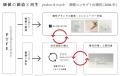 株式会社hide kasuga 1896 が「はばたく中小企業・小
