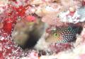 【箱根小涌園ユネッサン】ユネッサンに沖縄の風薫る！