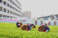 【埼玉県入間市】”狭山茶”新茶イベント振り返り特集 