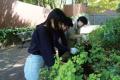 日比谷公園でのSynecoculture(TM)春の植栽実施のお知