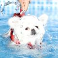 【大阪】愛犬専用“サポート付きドッグプール”を今年も