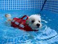 【大阪】愛犬専用“サポート付きドッグプール”を今年も
