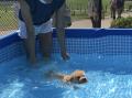 【大阪】愛犬専用“サポート付きドッグプール”を今年も