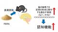 玄米・米糠発酵食品（FBRA）が認知機能低下を抑制