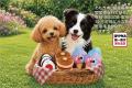 ～ペットとの暮らしに笑顔を～ PetCozyから、飼い主と