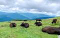 日本各地の食文化を贈るカタログギフト「NIPPON LOCAL