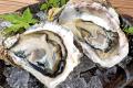 鰻に岩牡蠣に鮪など『大庄水産』で夏を乗り切る活力つ