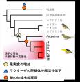 マイコドリの華麗な求愛ダンスの進化的起源を探る
