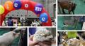 いよいよ開幕！関西最大級の爬虫類の祭典【レプタイル
